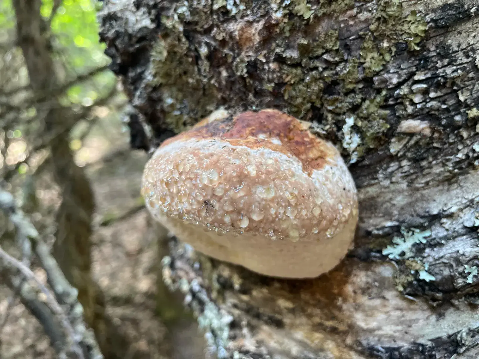 Seta cubierta de gotas de rocío